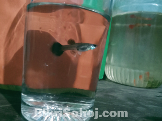 Single black Moscow and Red Moscow femle